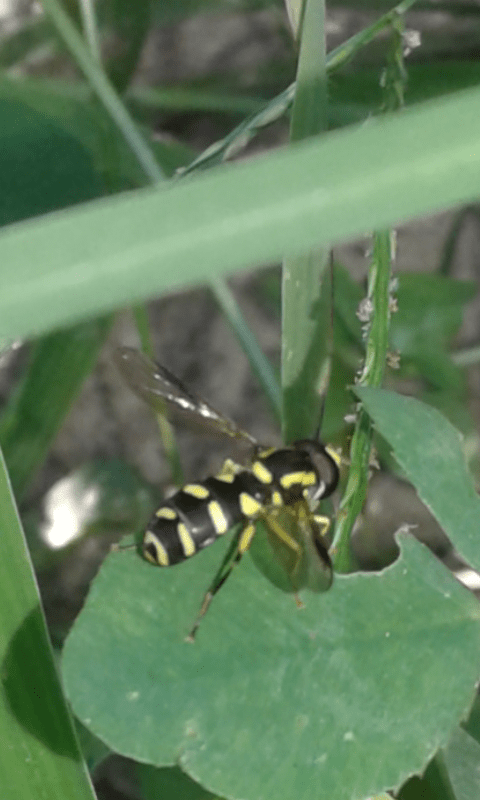 Syrphidae : Xanthogramma sp. (maschio)? S